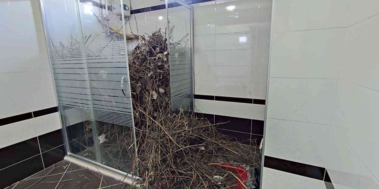 Sakarya’da şaşırtan olay: Kargalar evi bakın ne hale getirdi