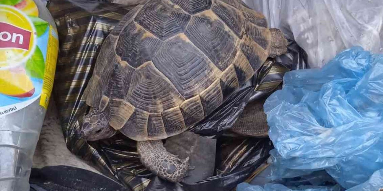 Kaplumbağayı çöpe atmışlar