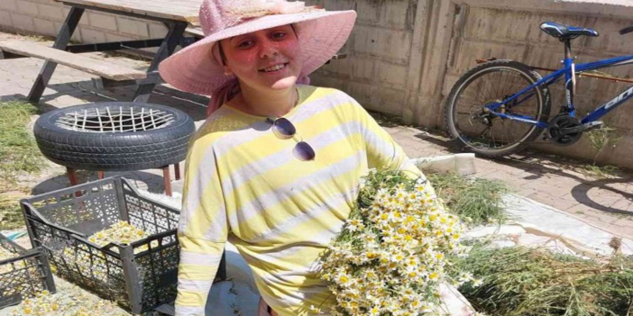 Şifa deposu Mayıs papatyasında hasat zamanı