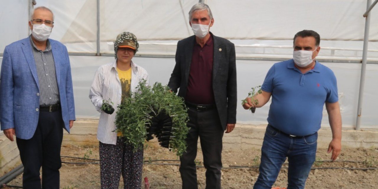 8 milyon domates fidesi toprakla buluşuyor