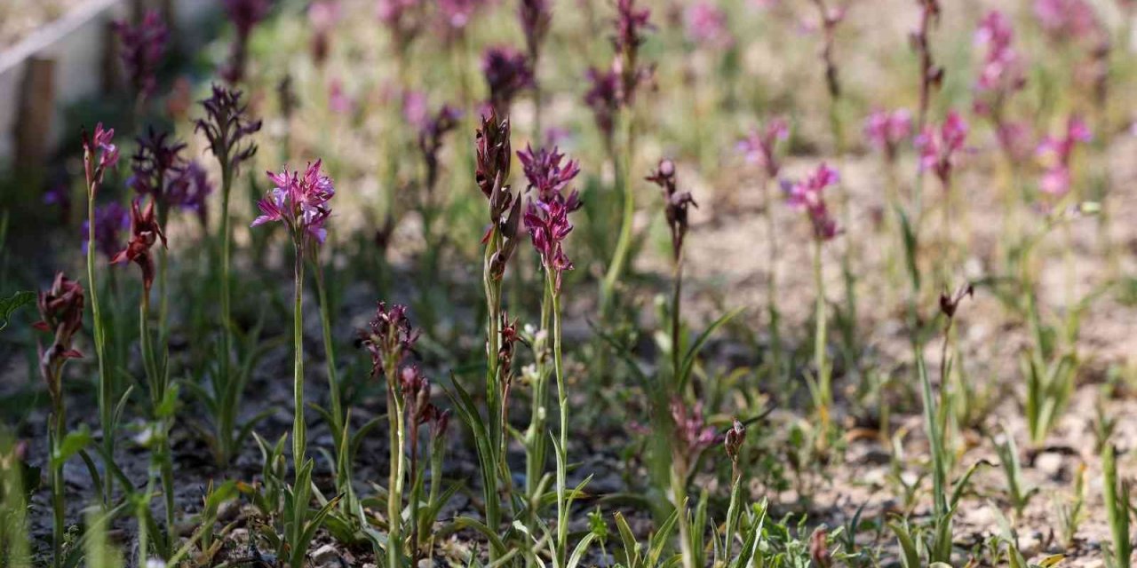 Buca’da salep bereketi