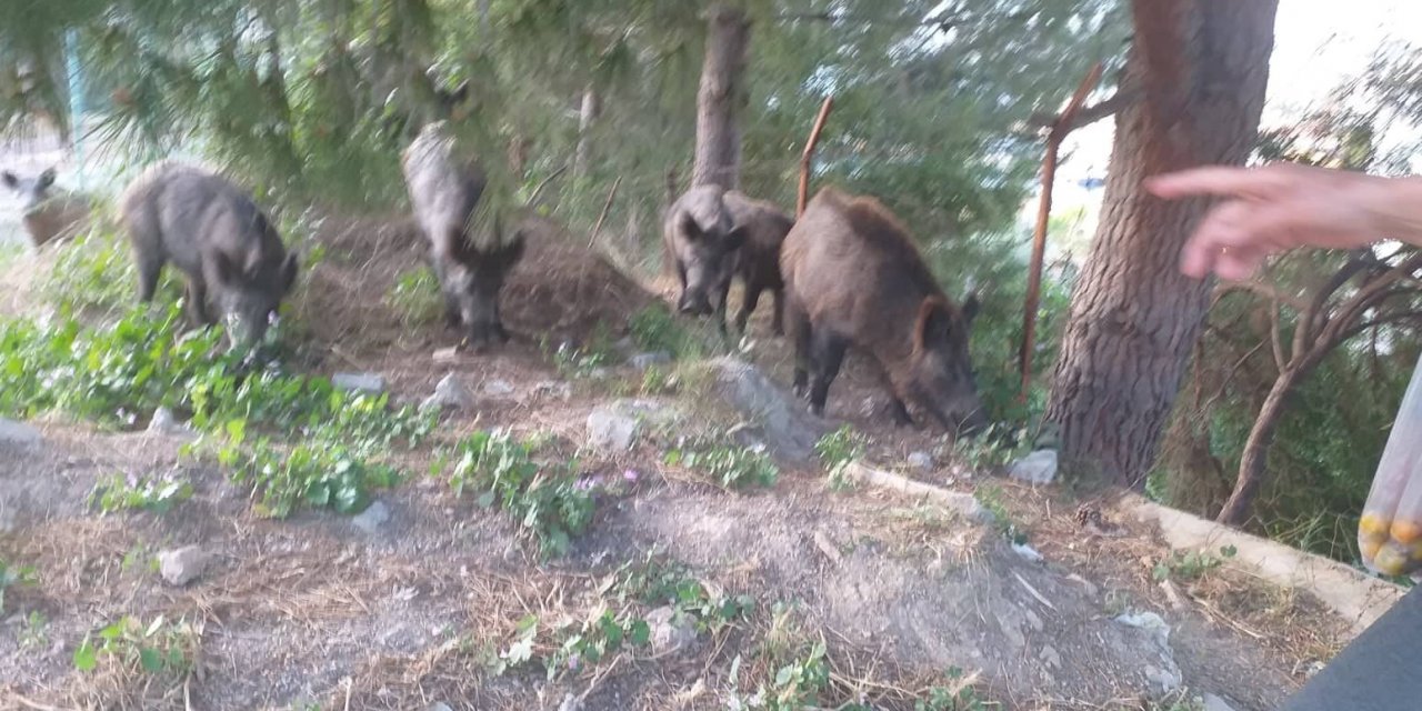 Milas’ta mahalle sakinleri domuzlara yiyecek verdi