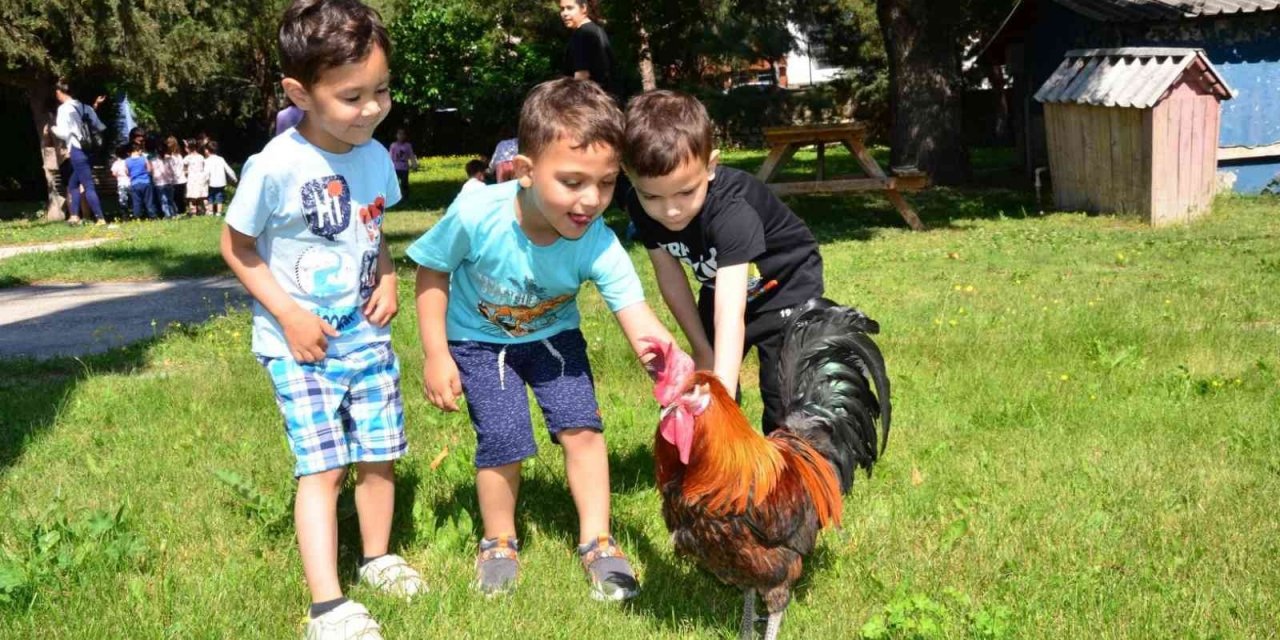 Minik öğrenciler, Denizli horozu ile eğlenceli anlar yaşadı