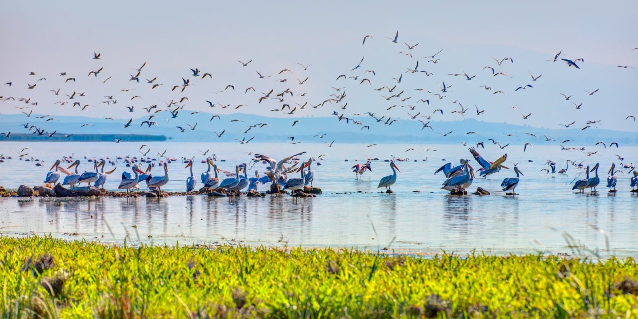 Gelecek nesiller için canlı çeşitliliği bize emanet
