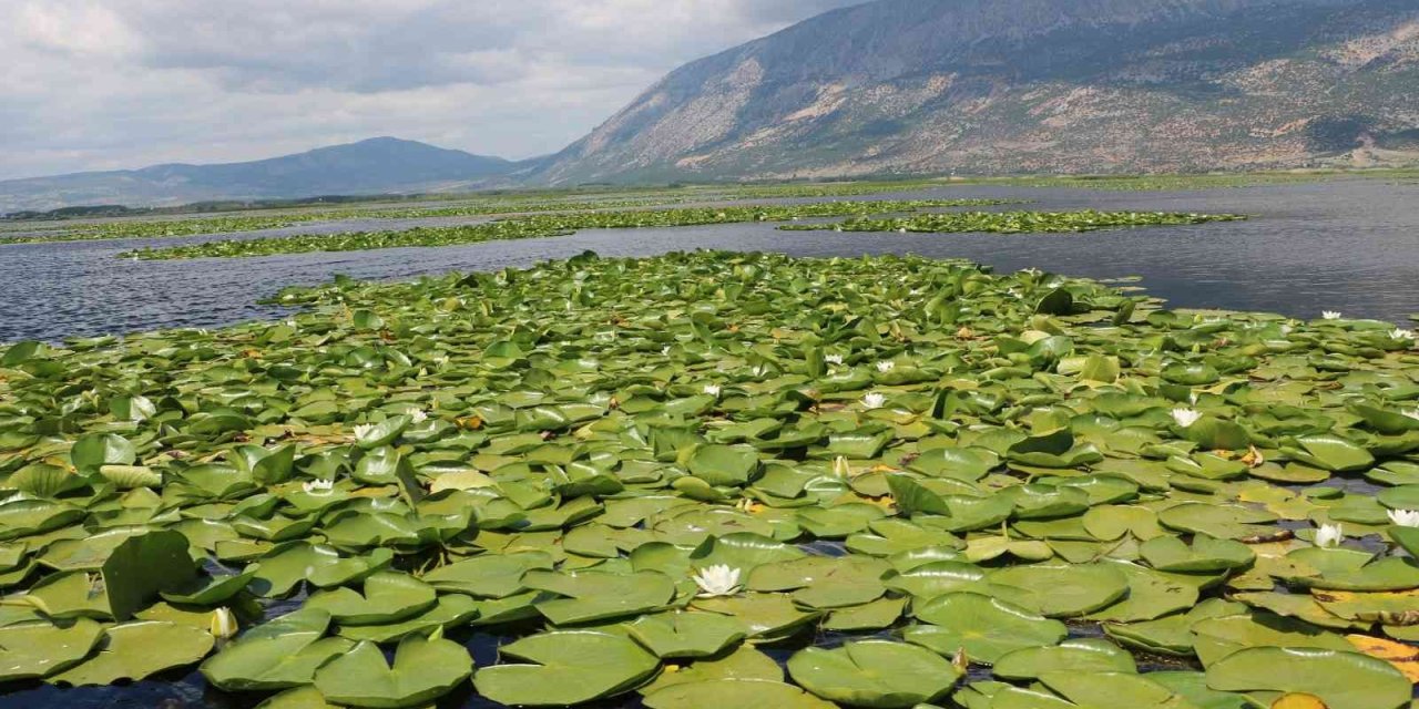 Nilüferler ziyaretçilerini bekliyor