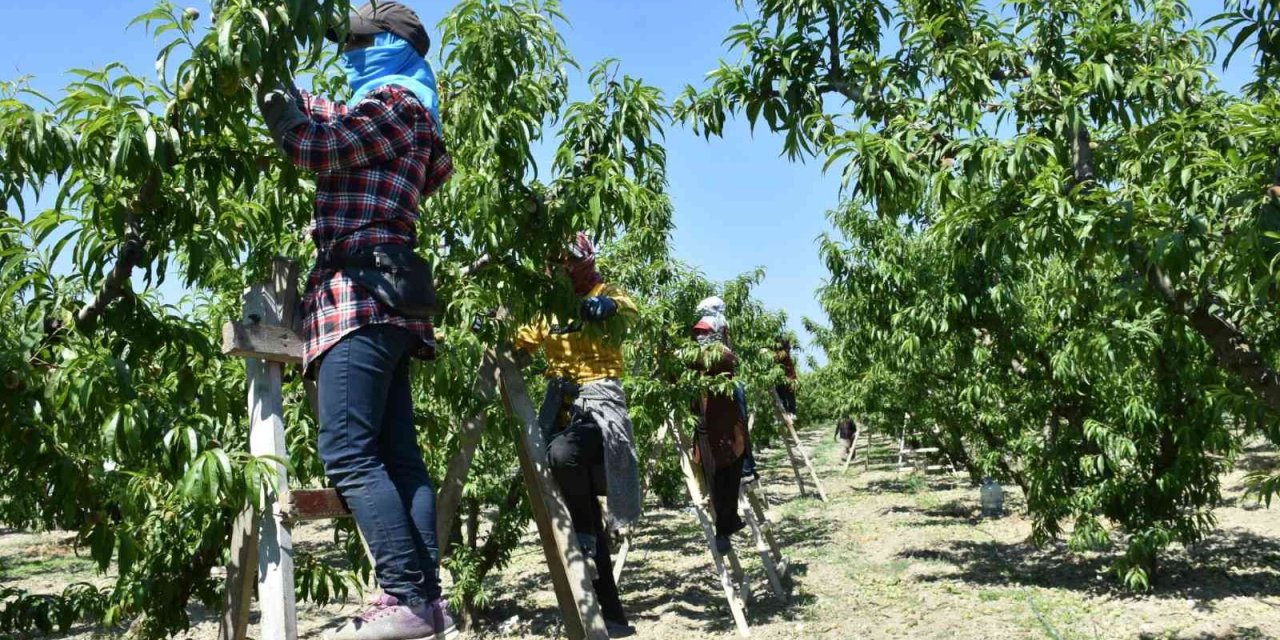 Şeftali bahçelerinde kontroller devam ediyor