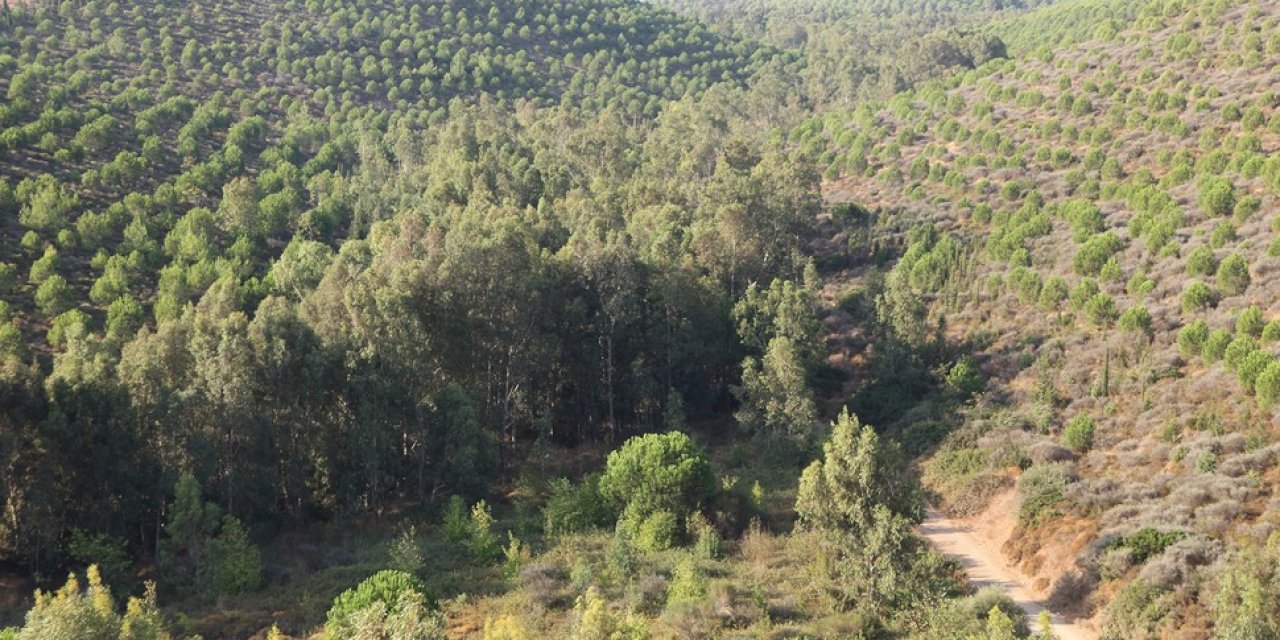 İzmir’in yanan alanları yeşillendi