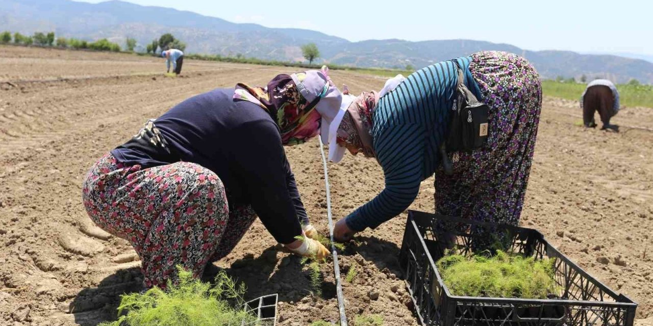 Efeler’in yetiştirdiği tarım ürünlerine Kuşkonmaz eklendi