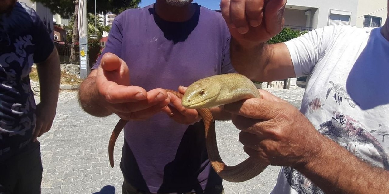 Yaşam alanları azalan oluklu kertenkelelerine dikkat çekildi