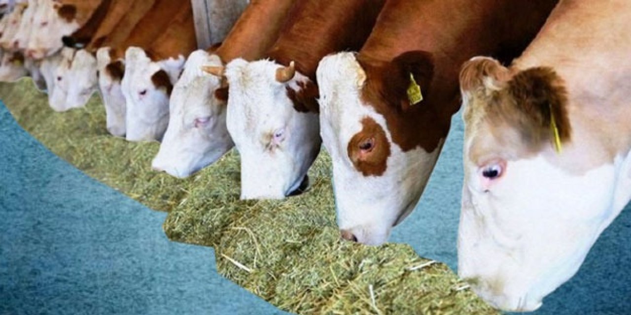 İstanbul'da hisseli dana kurbanı satış adresi