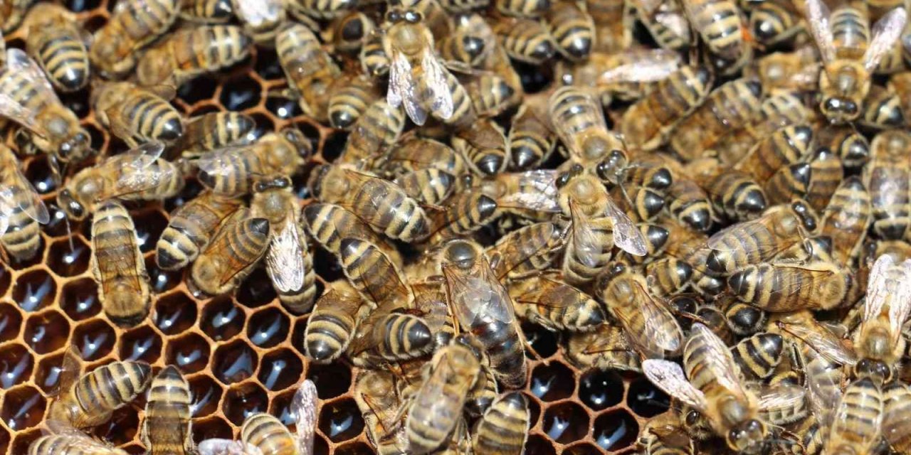 TAB Başkanı Şahin’den ’varroa mücadelesi’ açıklaması