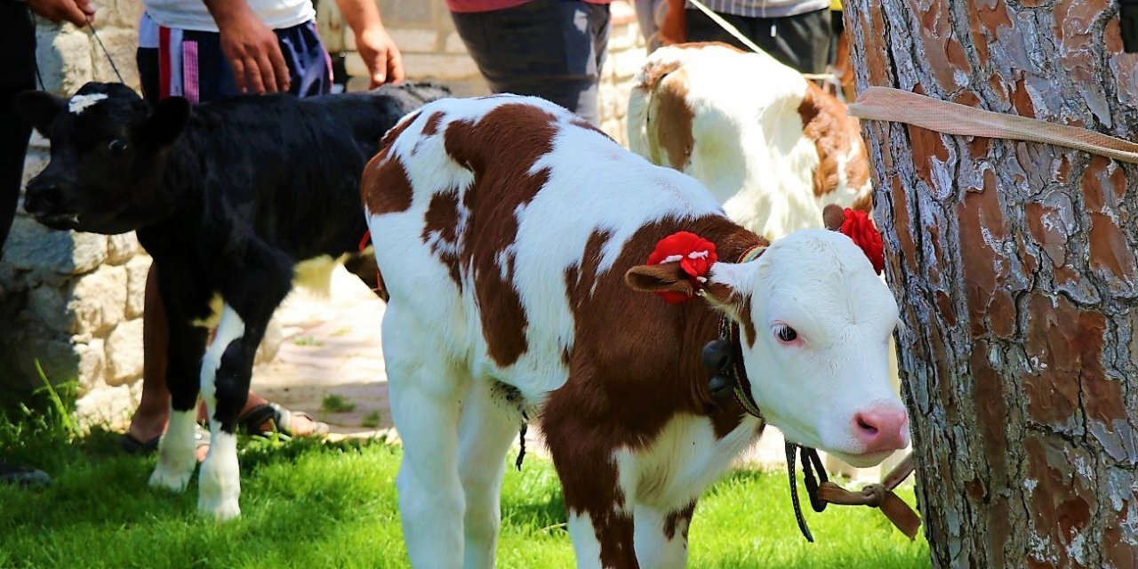 Jüri en güzel buzağını belirlerken zorlandı