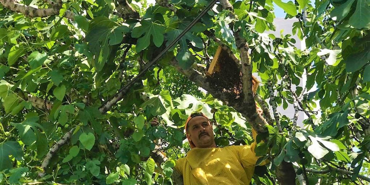 Oğul veren arılar şehri bastı