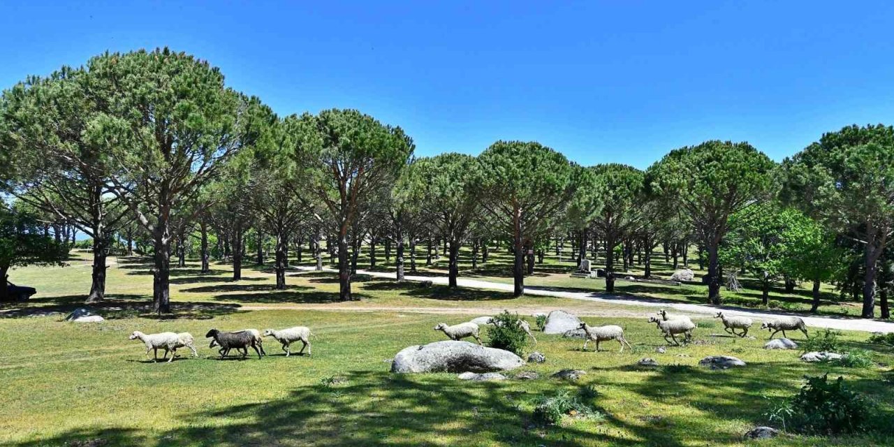 Kozak’ta çam fıstığı için mücadele sürüyor