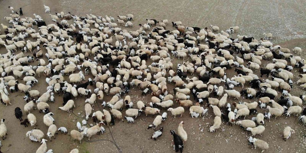 Aydın’da bin 755 üreticiye 4 milyon TL ödenecek
