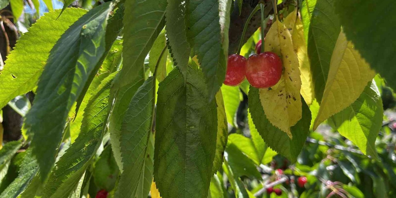 Kuşadası’nda kiraz hasadı başladı