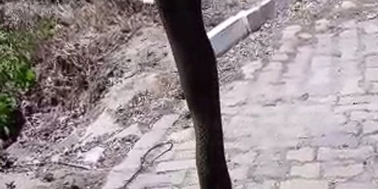 Aydın’da dev yılan korkuttu