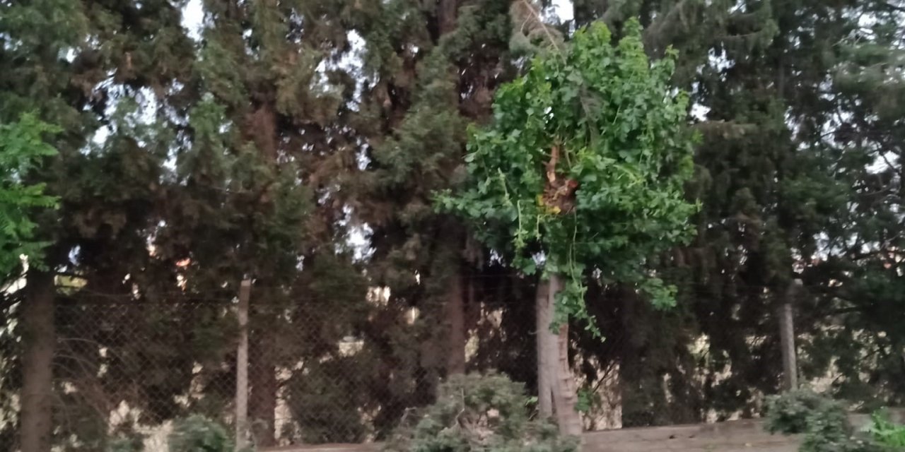 Belediye ekipleri anında müdahale etti, fırtına sonrası Efeler’de hayat normale döndü