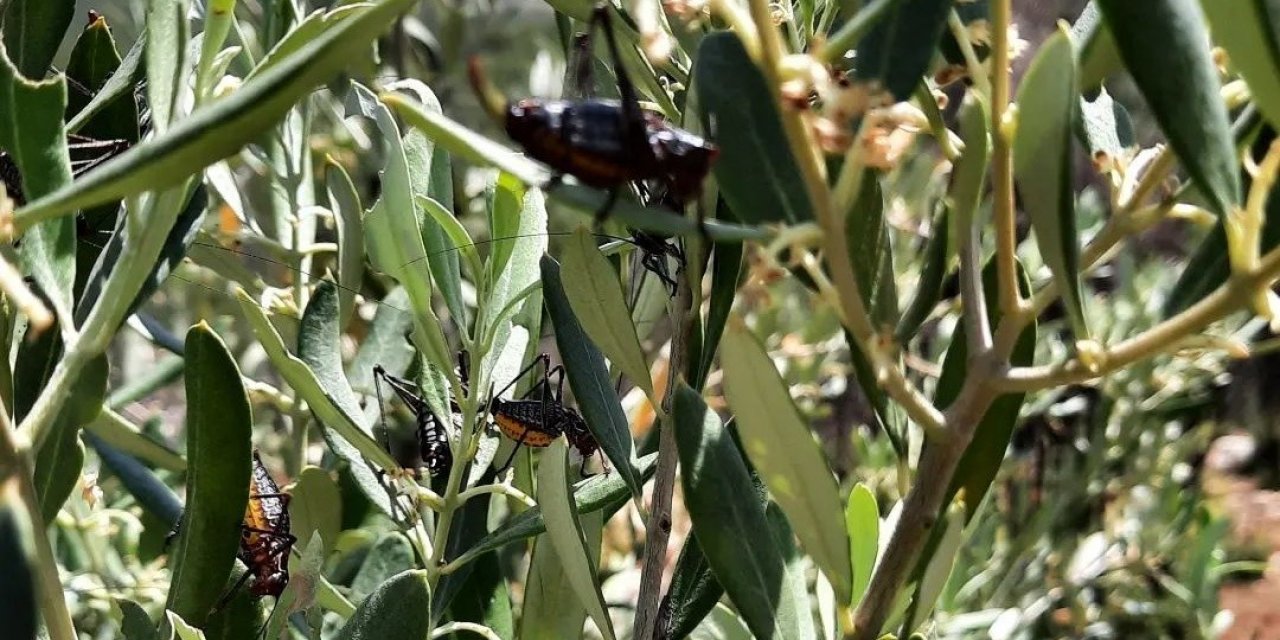 Karacasu’da zeytin ağaçlarını çekirgeler istila etti