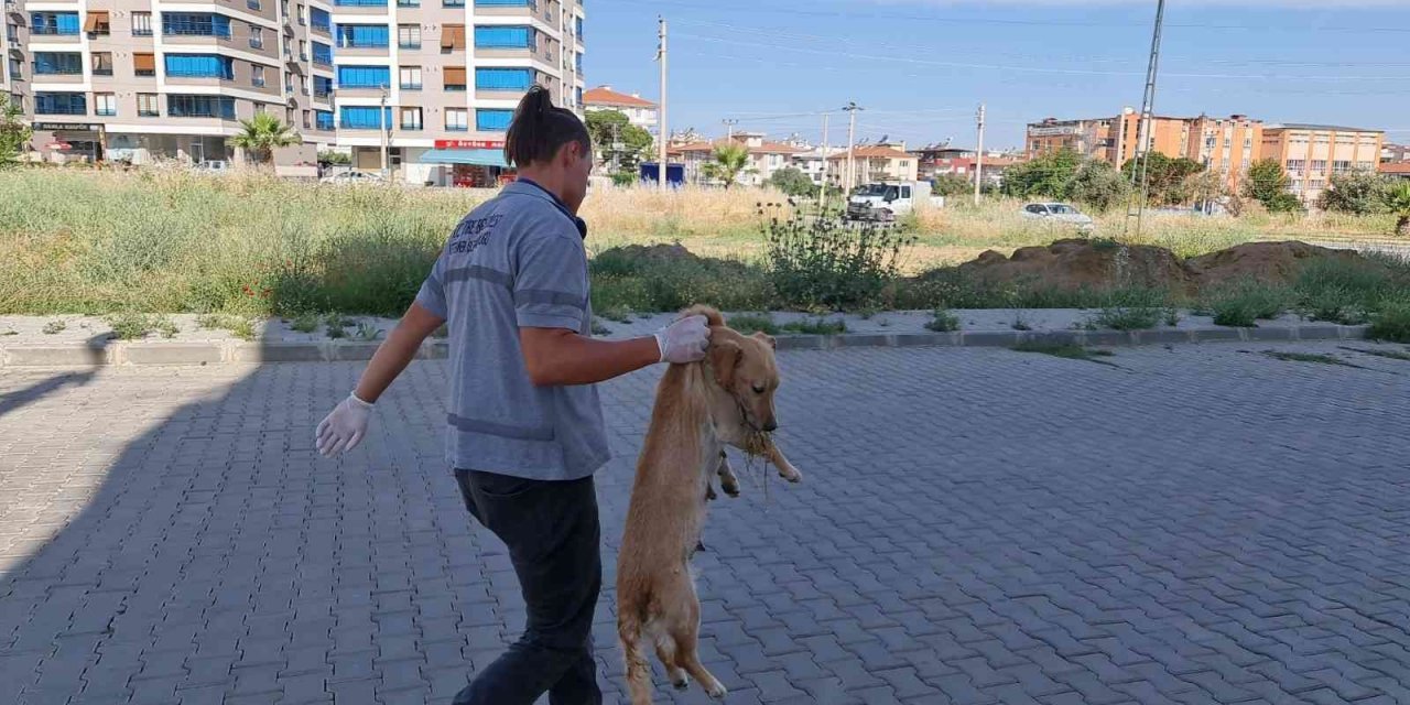 İzmir’de zehirlenen kedi ve köpekler telef oldu