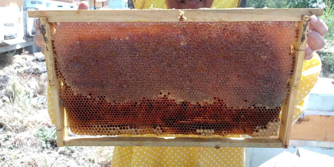 Bahar balında 12 yıl sonra yaşanan bolluk arıcıları sevindirdi