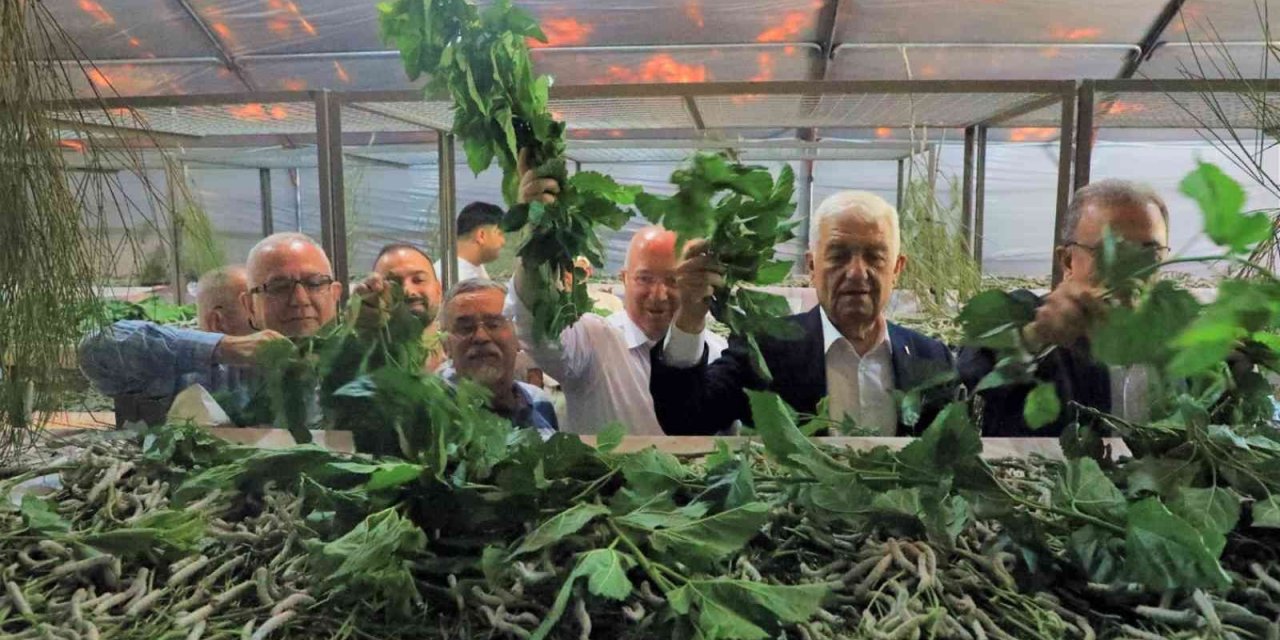 İpekböceği yetiştiricilerine destek