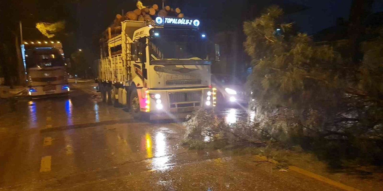 Nazilli’de ağaçlar, rüzgara dayanamadı