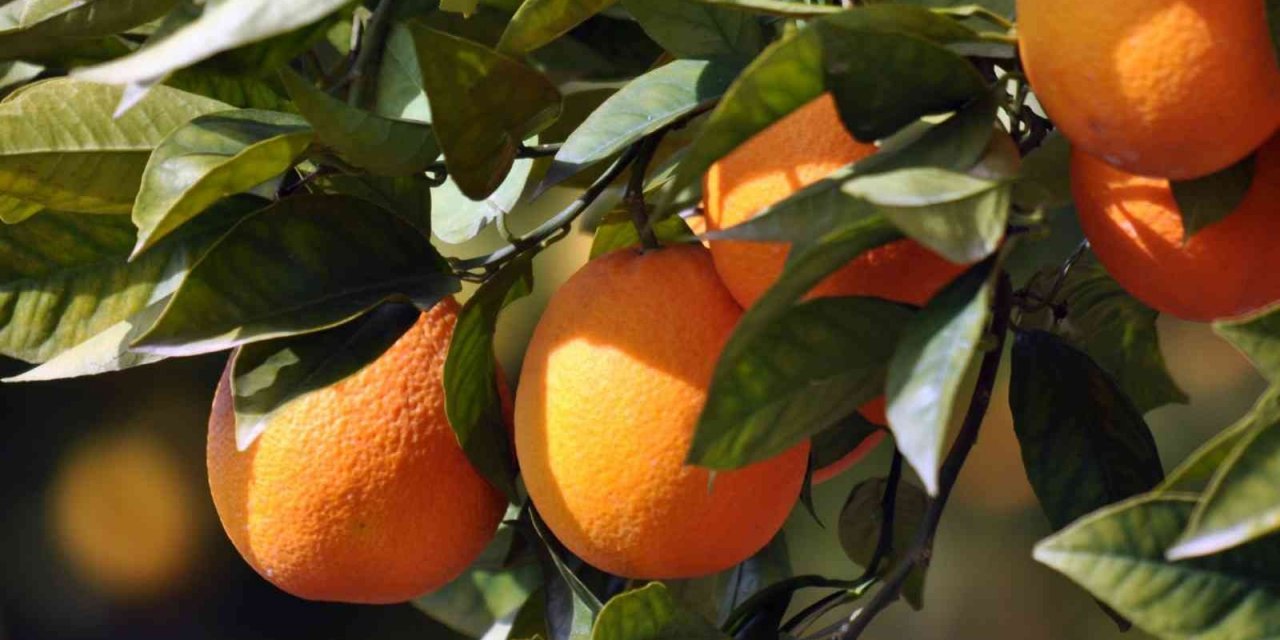 Köyceğiz Portakalı Coğrafi işaretini aldı