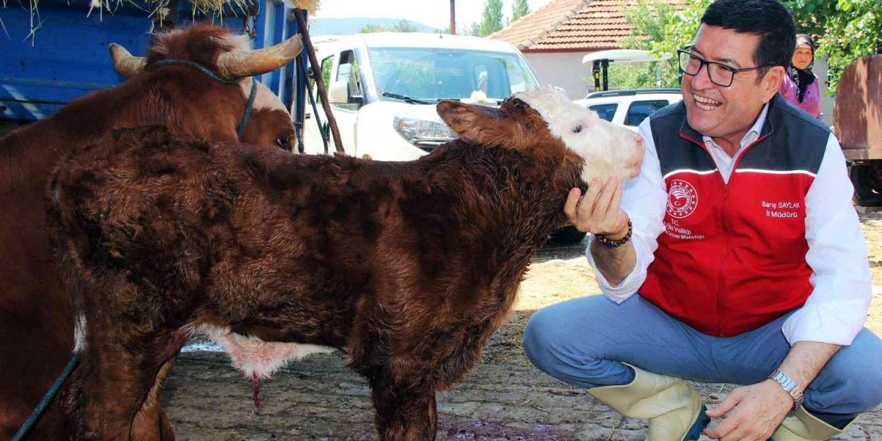 Türkiye’ye örnek proje ‘Buzağım Doğdu’ ihbar hattı