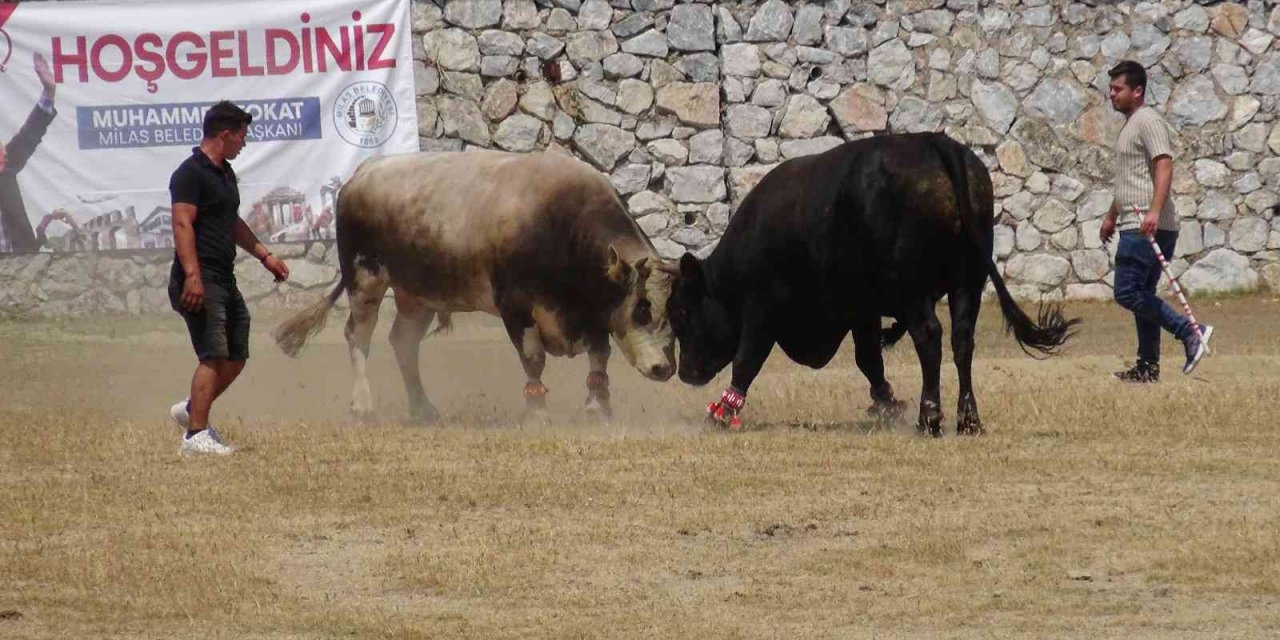 Milas’ta boğa güreşleri nefes kesti