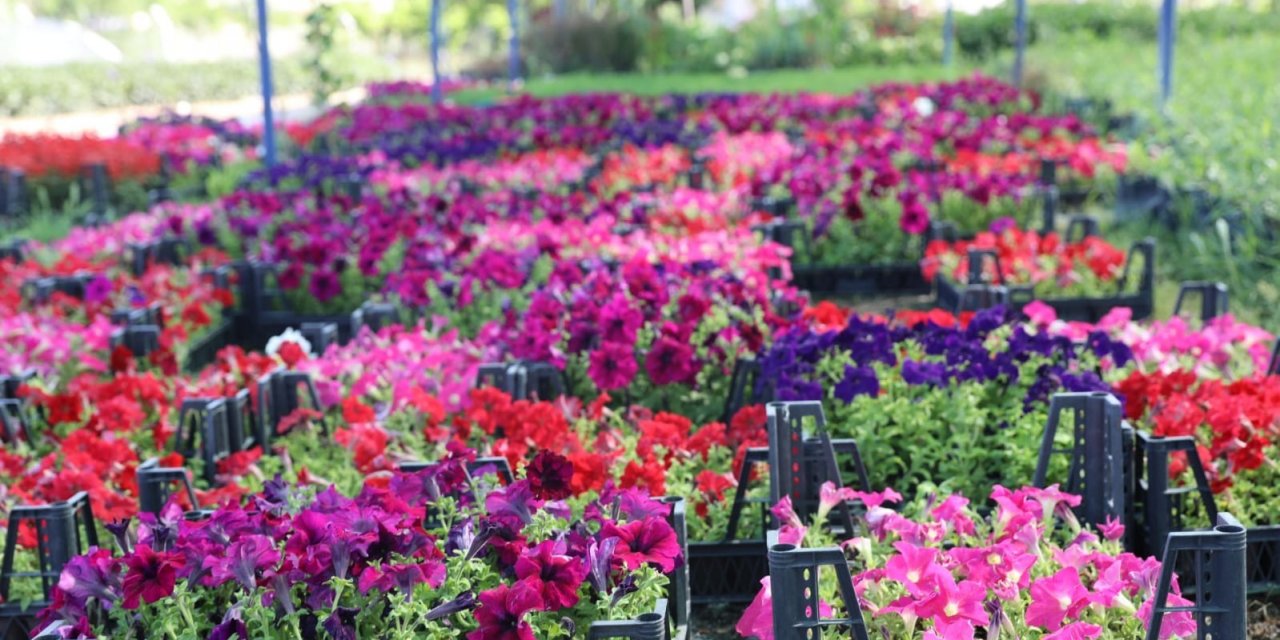 Didim Belediyesi’nin renkli çiçekleri kenti süsleyecek