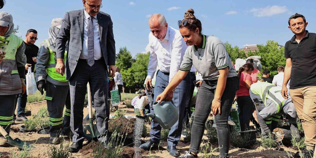 İncilipınar Parkı lavantalarla donatıldı