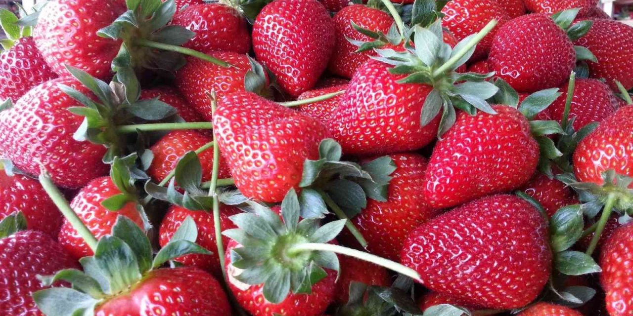 Uzun süren kış ve Rusya-Ukrayna savaşı çilek üretimini vurdu