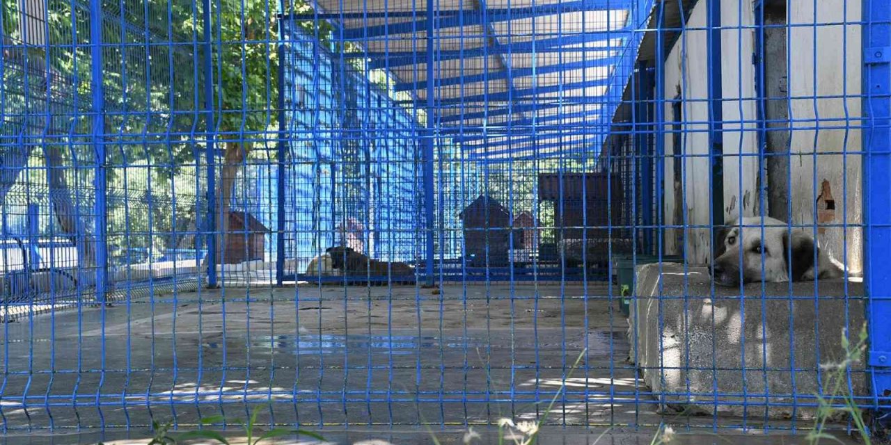 Kuşadası’nda 2022 yılının ilk beş ayında 1718 sokak hayvanı tedavi edildi