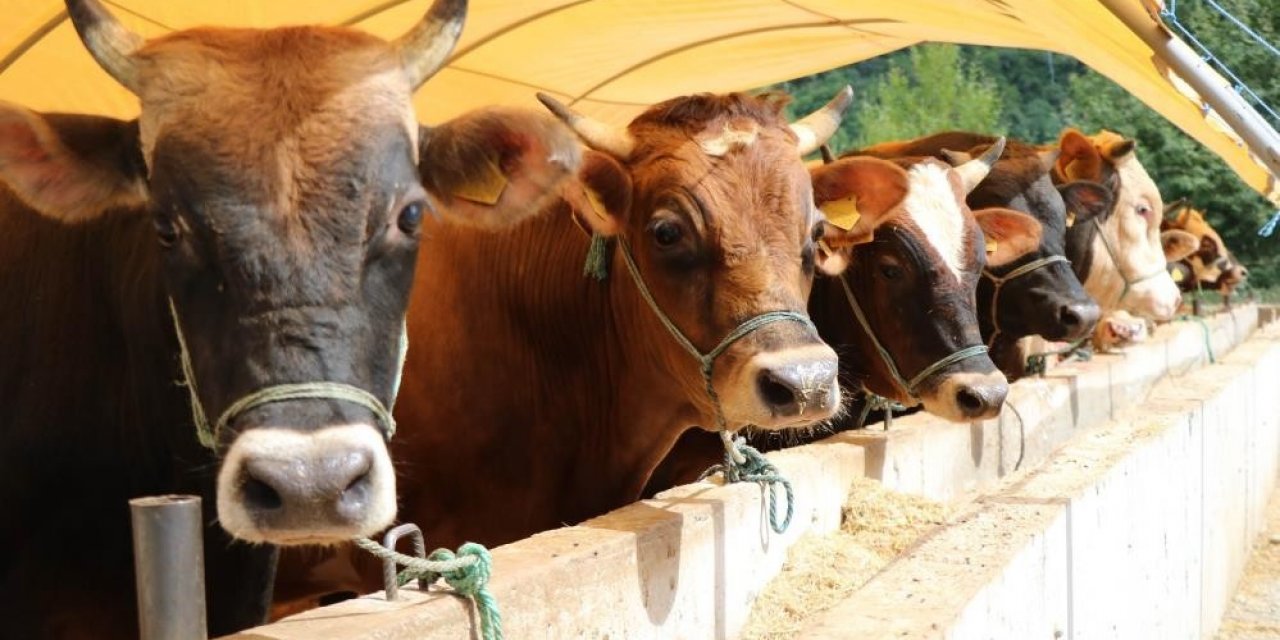 Aydın’da kurban kesim ve hareketliliklerinde uyulması gereken esaslar belirlendi