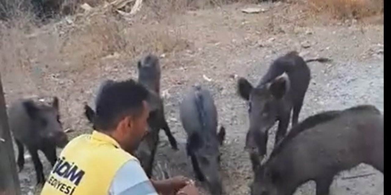 Belediye işçisi, yaban domuzlarını elleriyle besledi