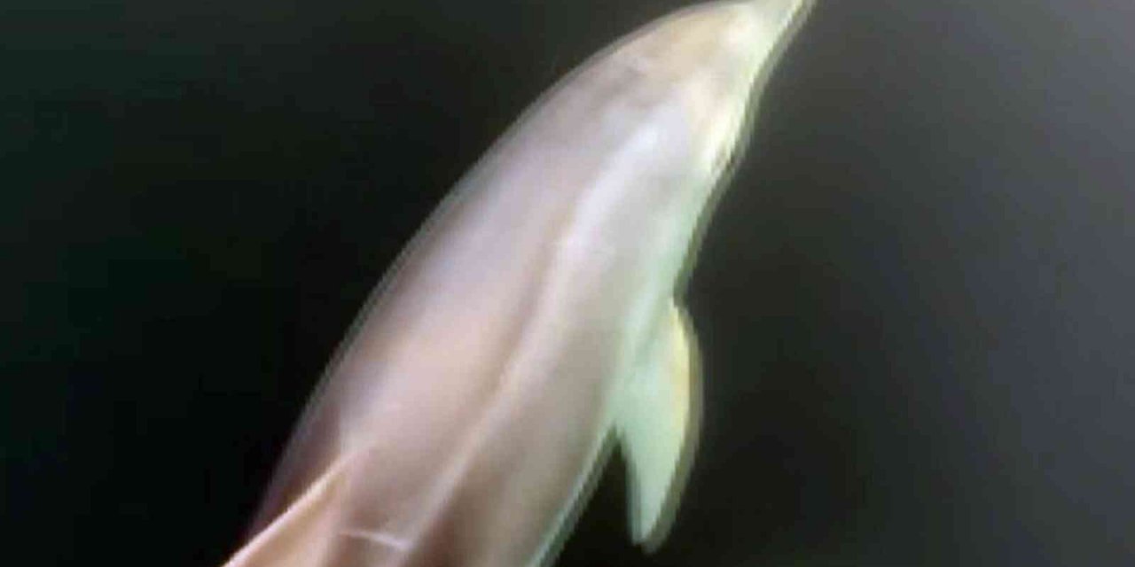 Gökova Körfezi’nde yunuslardan görsel şölen