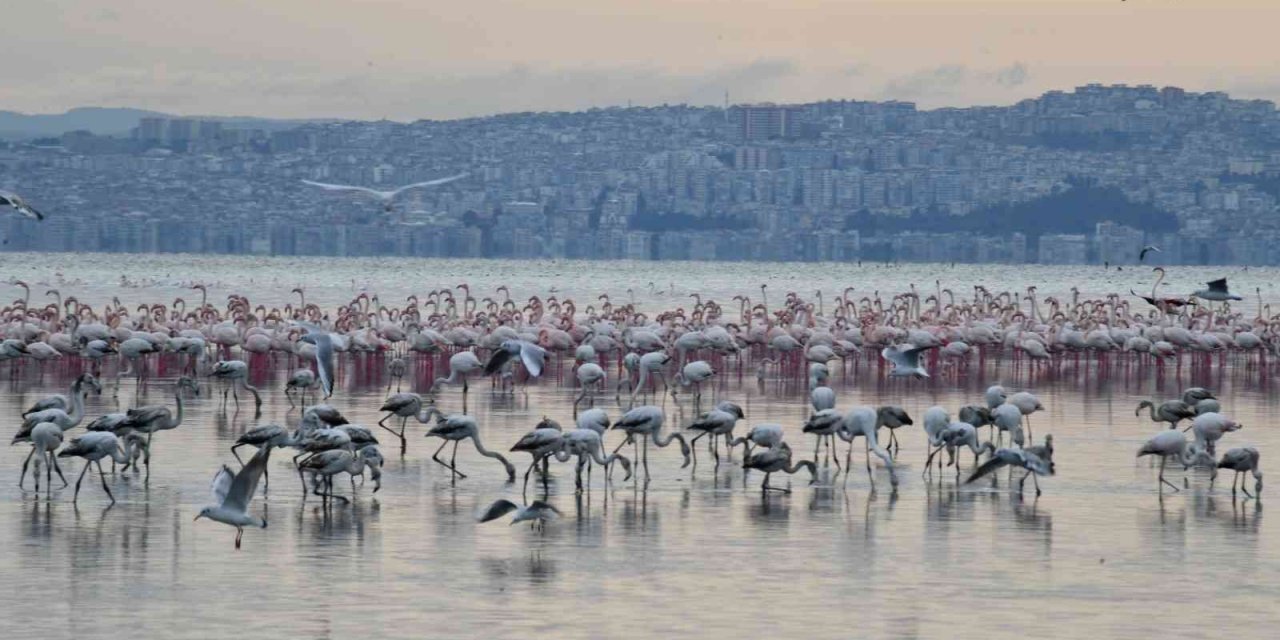 Çiğli’nin pembe misafirleri 10 festivalde ödüle aday