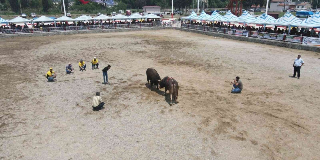 Nazilli 2. Geleneksel Boğa Güreşi Festivali yapıldı