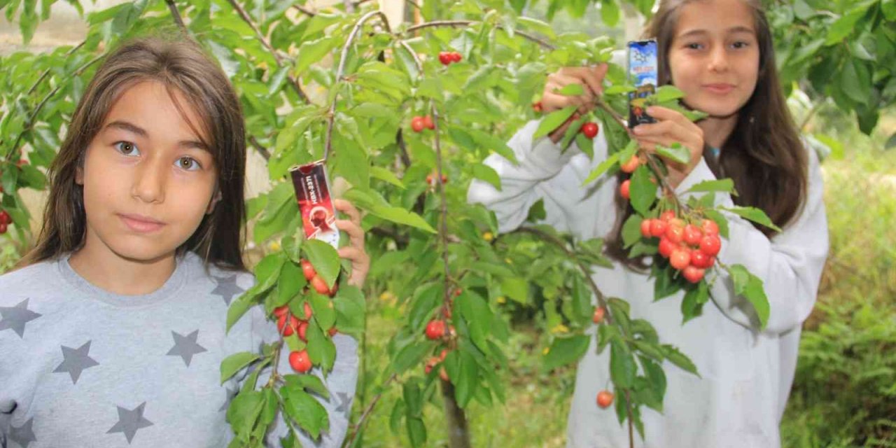 HBX Ar-Ge kirazı çekirdeği ve sapıyla birlikte inceledi, nörodejenetif hastalıklarda kullanılabileceğini açıkladı