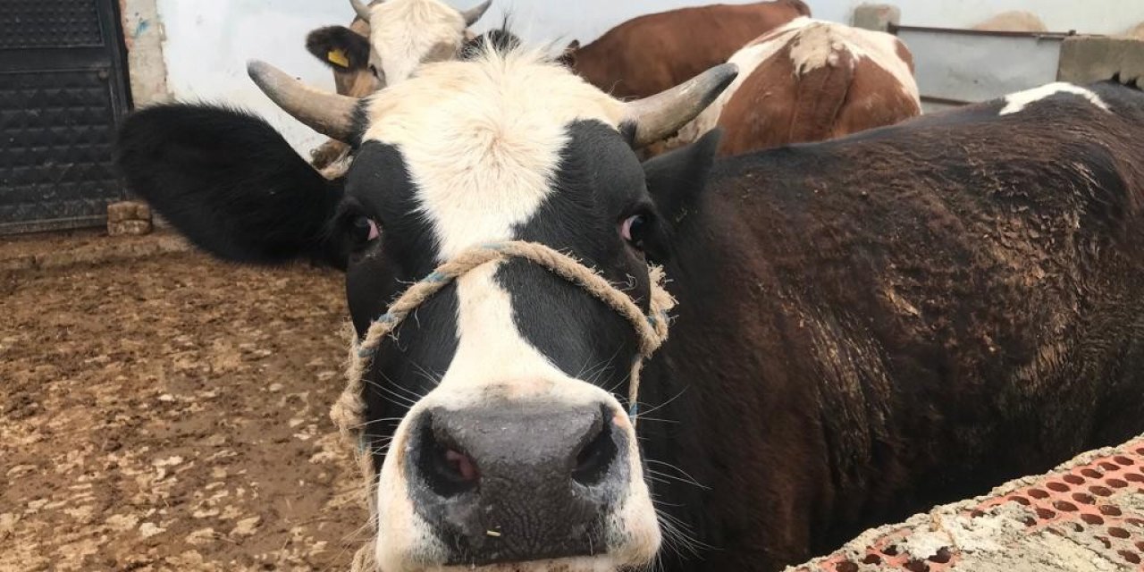 Kurbanlıklar görücüye çıktı