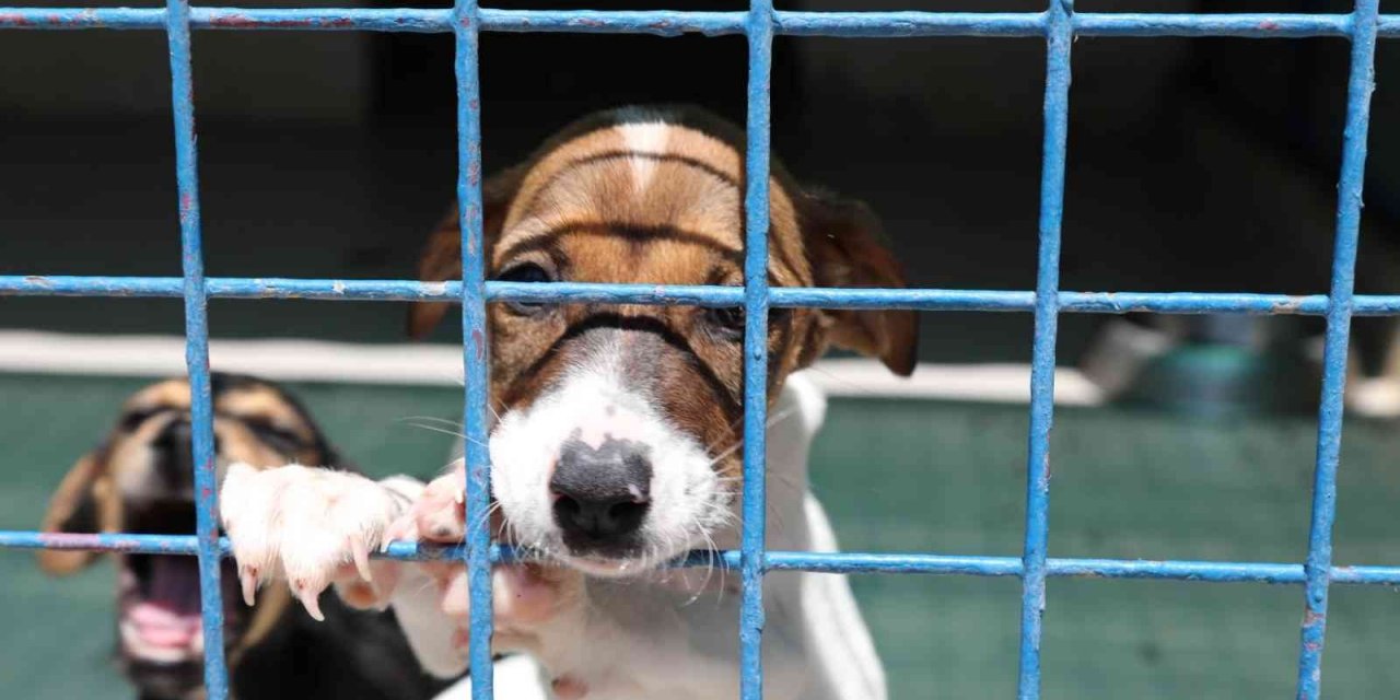 Bodrum Belediyesi’nden sahiplenme çağrısı