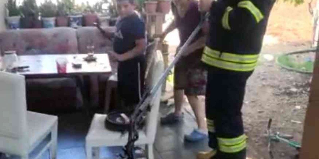 Zehirli engerek yılanı doğaya salındı