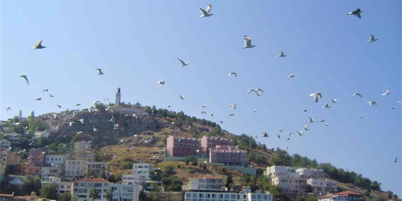 Martının yuttuğu olta iğnesi ameliyatla çıkarıldı