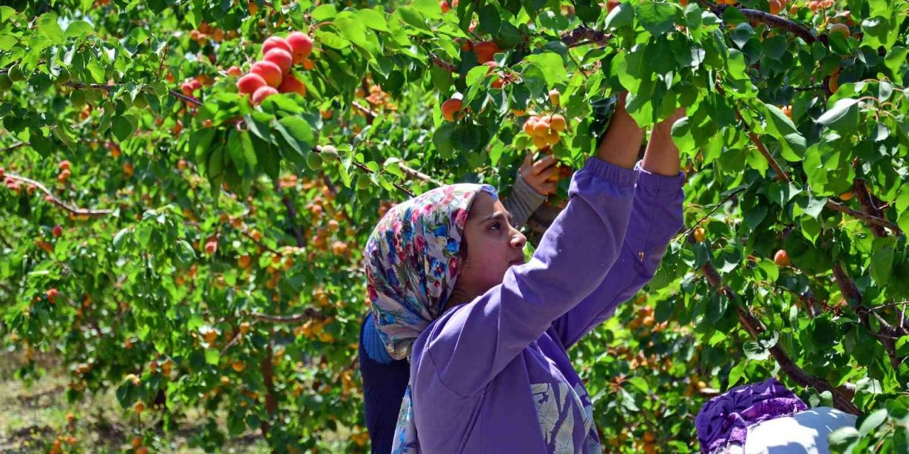 Erkenci kayısı çiftçinin yeni gelir kapısı oldu