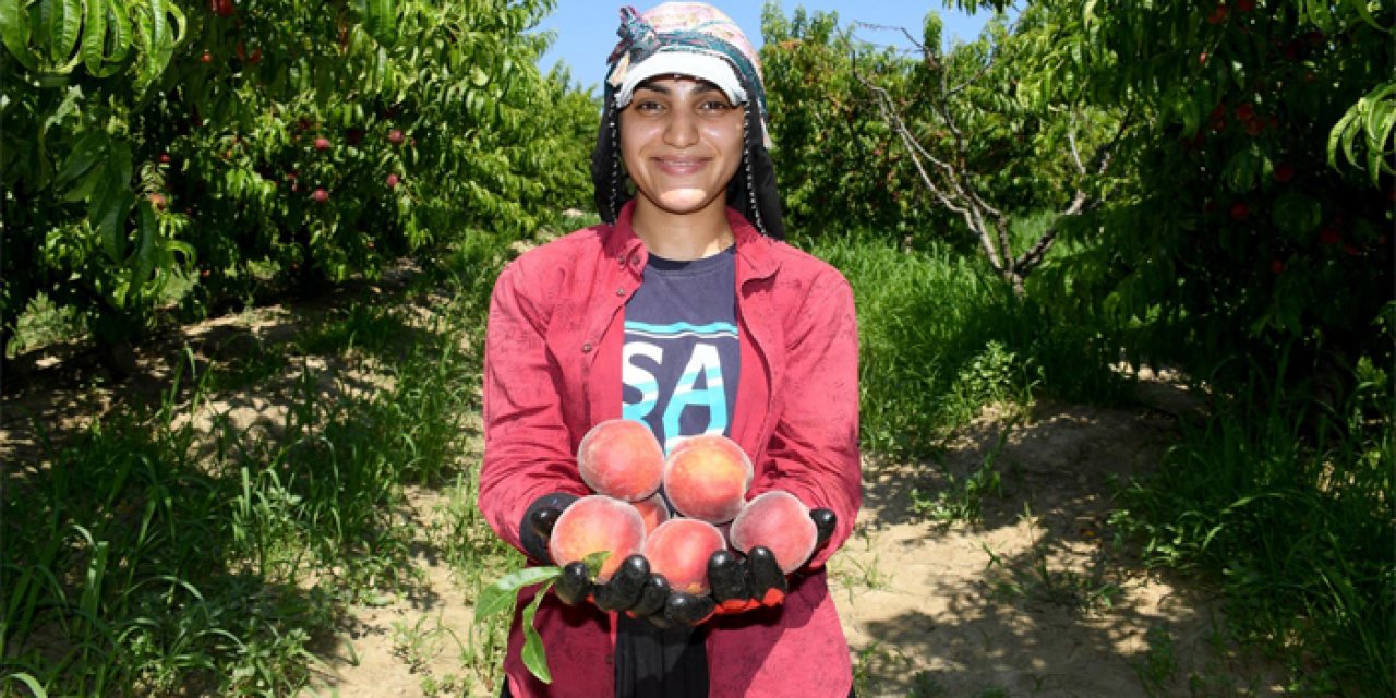 Kuşadası’nda yetişiyor, tadı sınırları aşıyor