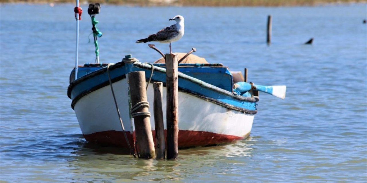 Aydın’da martıların yaşam alanları daralıyor