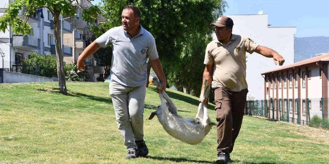 Bu operasyonda ’suçlular’ değil ’başıboş keçiler’ yakalandı