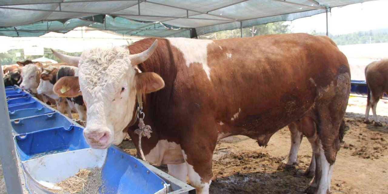 İzmir’de kurban pazarı hareketliliği başladı