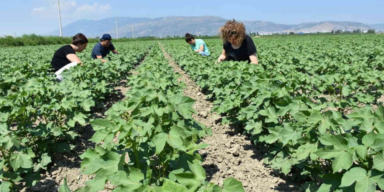 Aydın’da “Doğadan Modaya Organik Pamuk” projesine başlandı